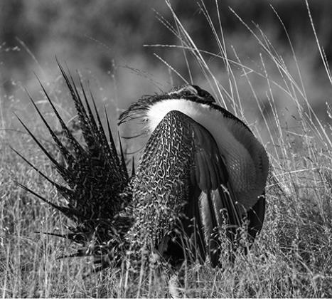 North Dakota is fortunate to have a small sage grouse population. Photo by North Dakota Game and Fish’s Ashley Peterson