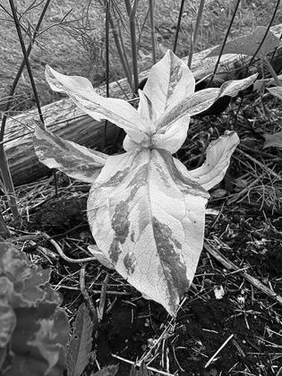 Variegated plants add texture and color to our gardens and create focal points. NDSU photo
