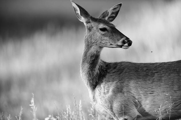 Testing for CWD is important for the future of North Dakota’s deer herd