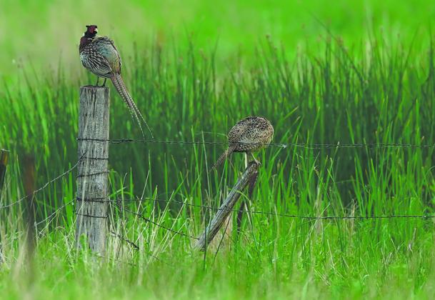 2025 North Dakota pheasant season opens Oct 10. Photo courtesy North Dakota Game and Fish Department