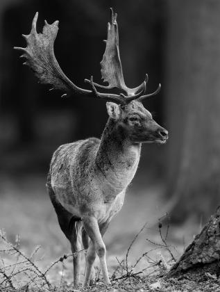 Elk and other migratory big game rely on large and connected landscapes to meet their daily, seasonal and annual needs.