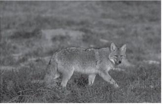 The coyote survives winter in North Dakota. Photo by NDGF Ashley Peterson