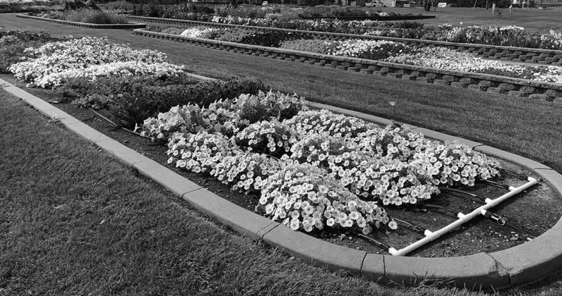 With a focus on regionally adapted plants, environmental stewardship practices and historical plant conservation, the NDSU Horticulture Research and Demonstration Gardens are a living classroom that connects people to the art and science of plants. NDSU photo