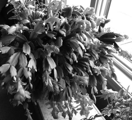 Don’t treat a Christmas cactus like a cactus