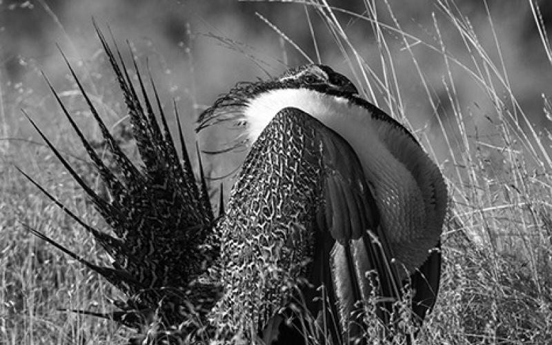 North Dakota is fortunate to have a small sage grouse population. Photo by North Dakota Game and Fish’s Ashley Peterson