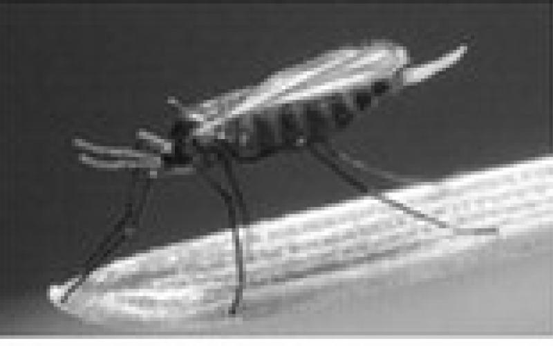 A female adult hessian fly with a reddish black body and long black legs. Courtesy: Scott Bauer, USDA Agricultural Research Service, Bugwood.org.