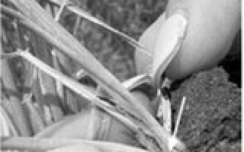Hessian fly continues to increase in northeast North Dakota