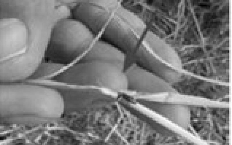 Hessian fly continues to increase in northeast North Dakota