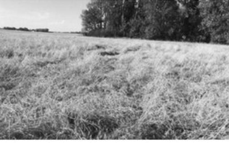Field showing lodged wheat stems with flax seed shaped Hessian fly puparia. Submitted photos