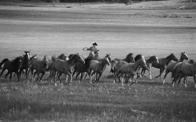 Theodore Roosevelt National Park releases report on wild horses