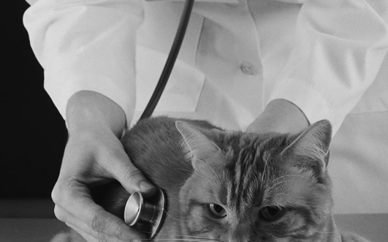 New veterinary services coming to Pembina County