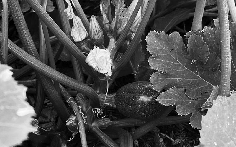 Dakota Gardener: A lesson in planting zucchini
