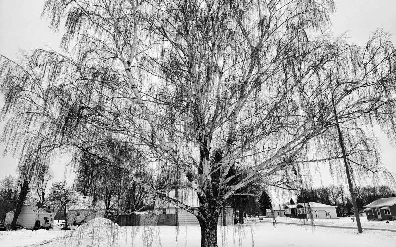 Weeping willow tree adorned with ice on Main Street. Photo by Hilary Nowatzki.