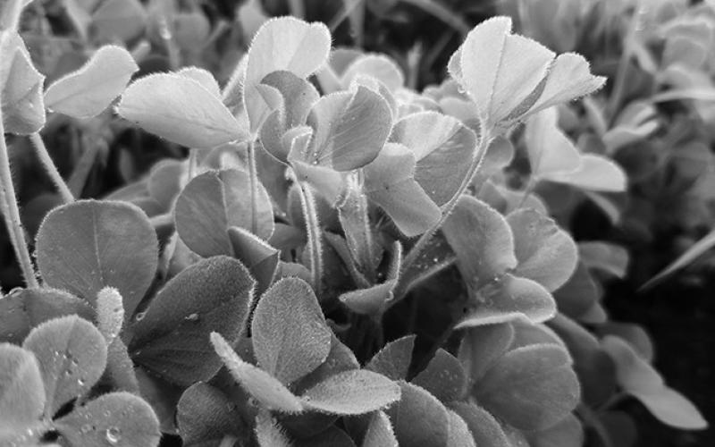 There are lots of considerations for grazing cover crops. NDSU photo