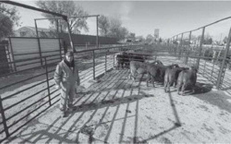 25th Annual Dakota Feeder Calf Show and Feedout set