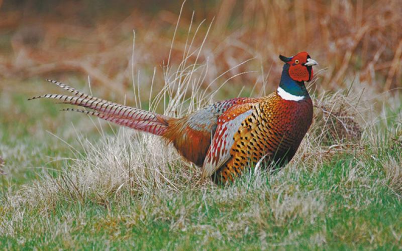 Pheasants are released each year prior to the Youth Pheasant Opener.