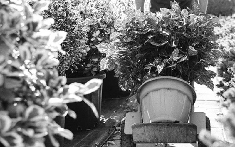 Make sure trees, shrubs are winter hardy before purchasing