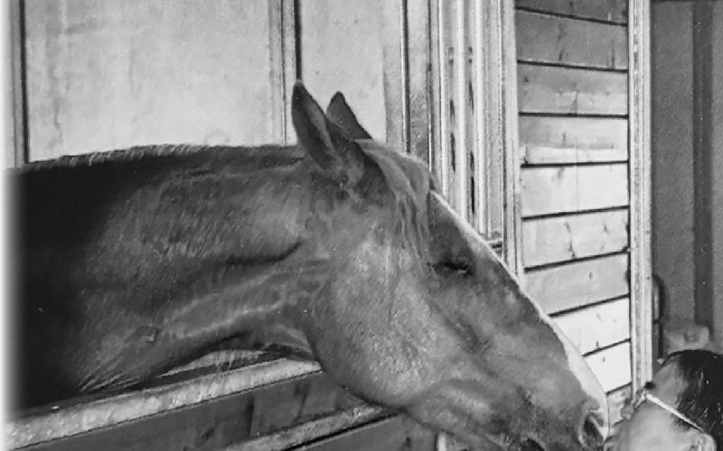 Reiko, from a wheel chair, greets Ginger at a friend’s horse ranch in Northern California. Photo submitted by Clint Van Camp