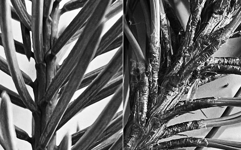 A comparison of Colorado blue spruce (left) and ponderosa pine (right). The spruce needles are individually attached to the twigs while the pine needles are in clusters called fascicles. NDSU photo.