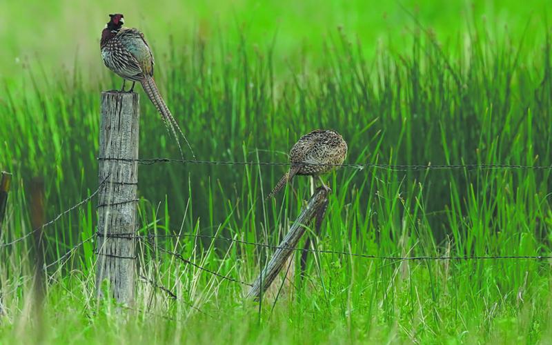 2025 North Dakota pheasant season opens Oct 10. Photo courtesy North Dakota Game and Fish Department