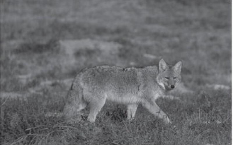The coyote survives winter in North Dakota. Photo by NDGF Ashley Peterson