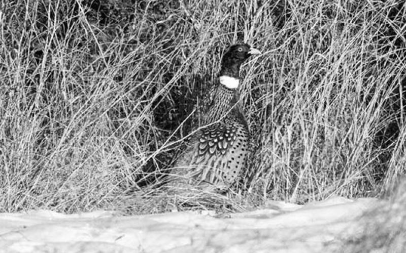 As we move into the cold season, take a moment to step outside. Listen. Watch. Feel the quiet strength of this land and its wild inhabitants. Photo by NDGF