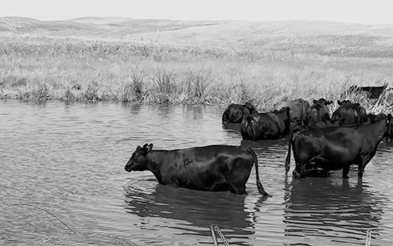 Having access to good-quality water is one of the limiting factors for cattle in most grazing systems. (NDSU photo)