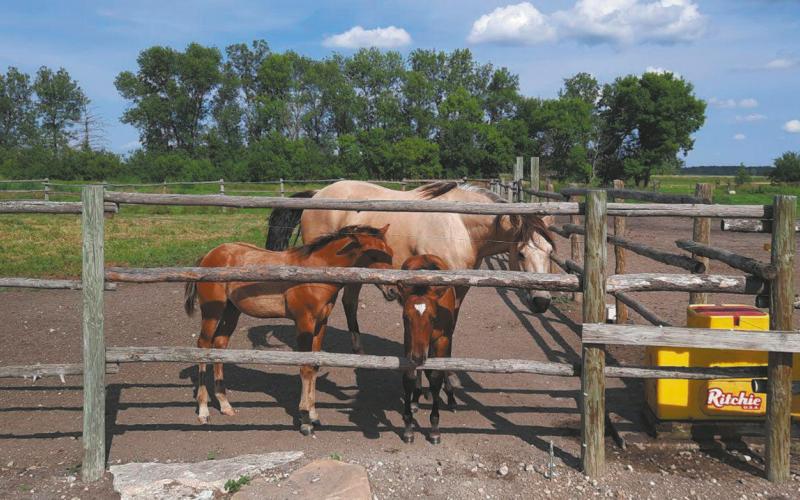 Two colts were recently born on the ranch. Submitted photo