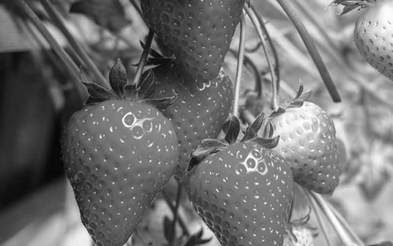 Strawberries require full sun — at least six to 10 hours each day.