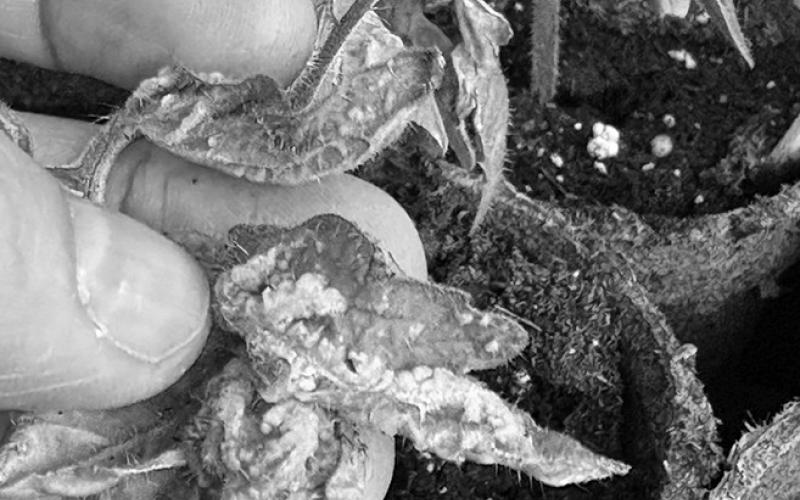 Oedema management strategies include avoiding overwatering, increasing air movement and ventilation, spacing plants, and improving lighting. NDSU photo