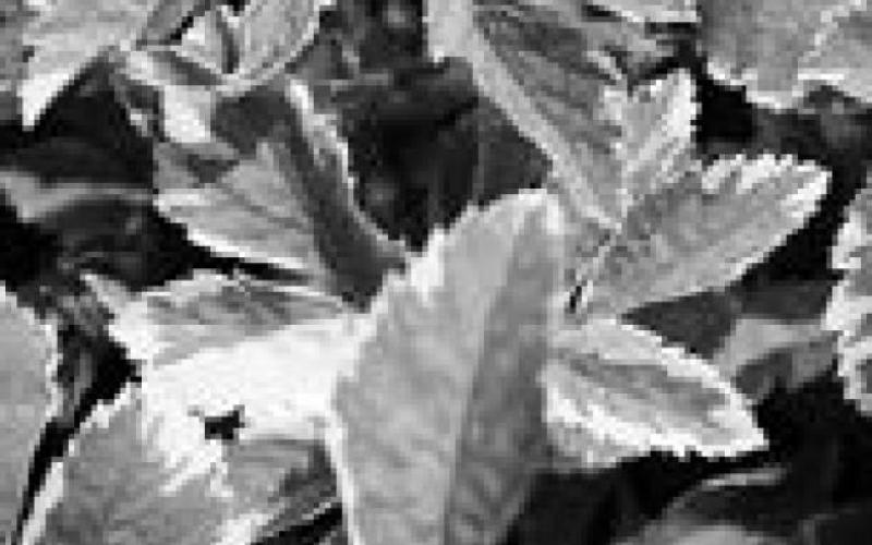 Dakota Gardener: Avoid the dreaded garden thugs