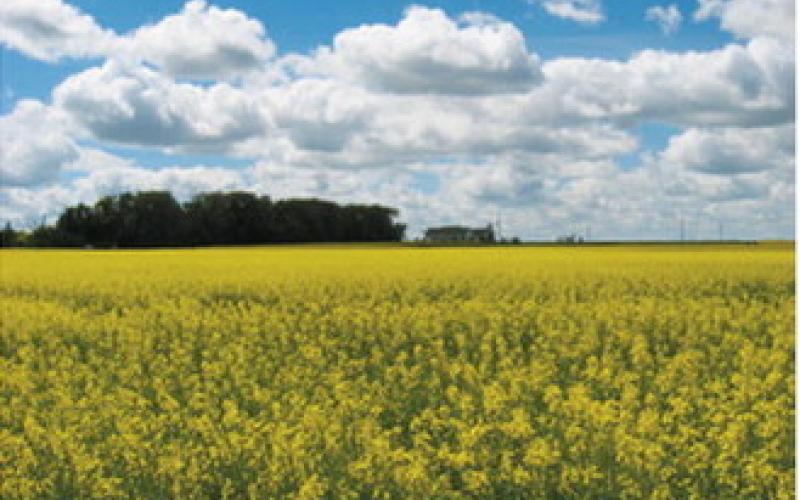 Canola field in bloom near the Langdon Research Extension Center. Submitted photo