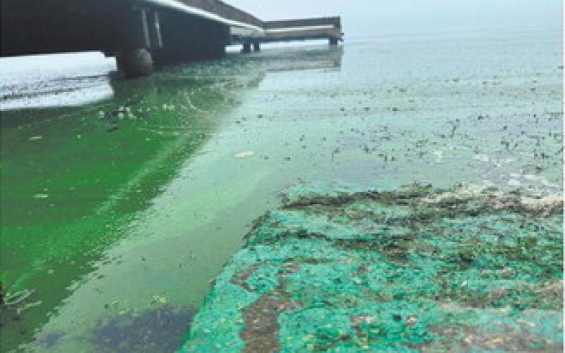 Waters in the region test positive for blue green algae