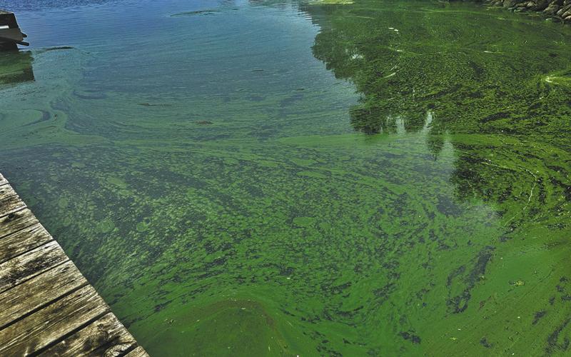 Dangerous blue green algae blooms sited this week at Homme Dam. Submitted photos