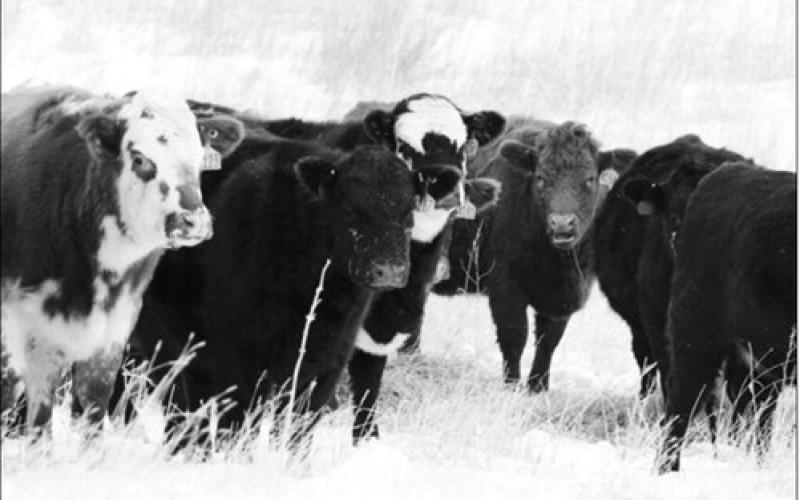 NDSU Extension has released its 2026 price projections for crops and livestock produced in the state. NDSU photo