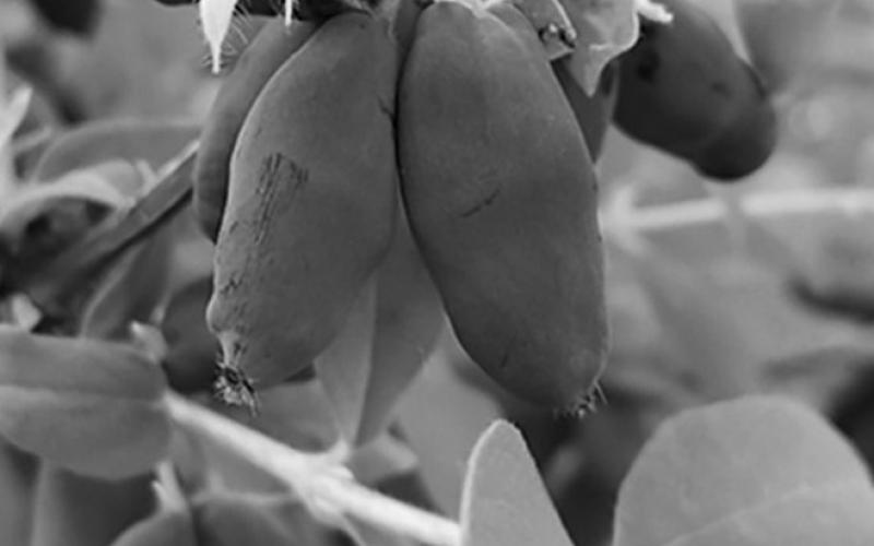Larger and sweeter than blueberries, Haskaps are delicious and easy to grow. Flickr photo by karen_hine
