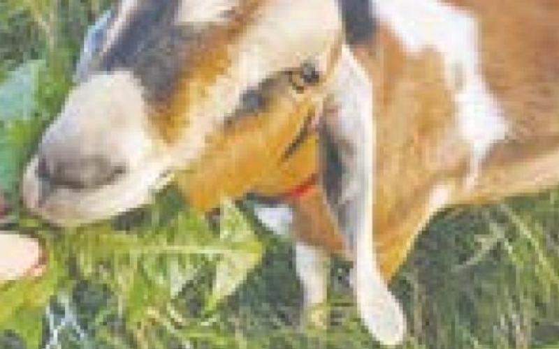 Prairie Lark Farms Creates Soap with Goat’s Milk and Passion