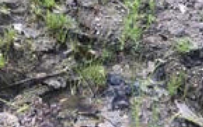 Frost Fire Park Mountain Bike Trail System ‘Demolished’