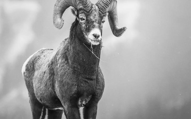 A record 378 bighorn sheep were counted in the badlands of western North Dakota.