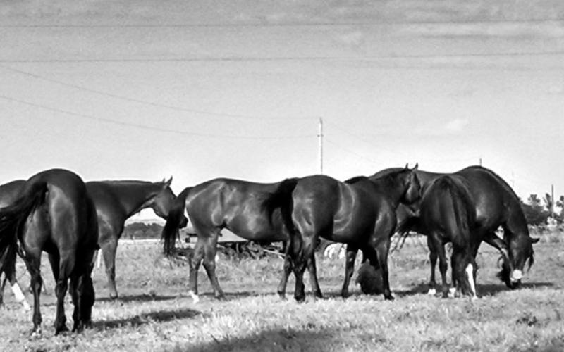 Session topics will include equine ocular health and neurologic conditions. NDSU photo