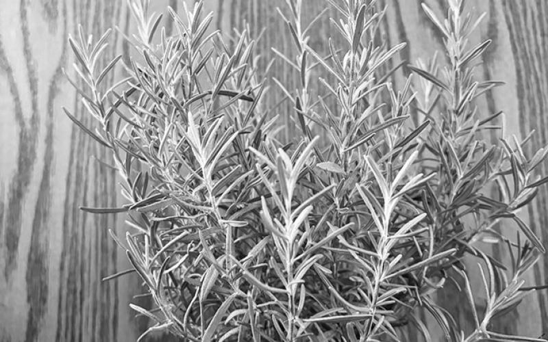 Rosemary has a pleasant taste, scent and appearance. (NDSU photo)