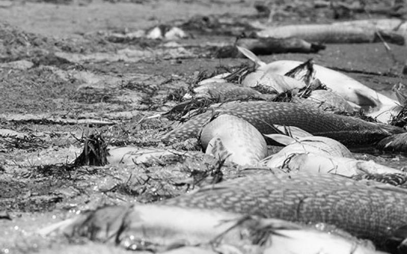Northern Pike winterkill at Goose Lake in 2023. Photo by Ashley Peterson, NDGF
