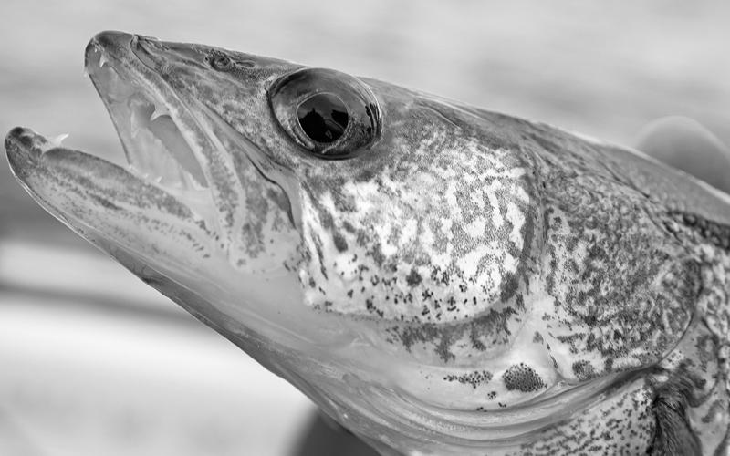 The intent of catch-and-release fishing is to enjoy the thrill of landing a fish and then successfully releasing it to live another day and possibly providing an opportunity for the next angler.