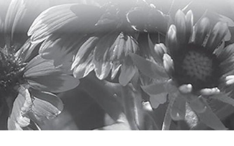 Bright native plants such as blanket flowers can add color to your landscape. NDSU photo