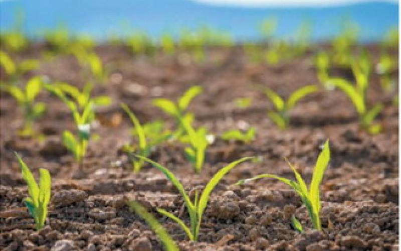 Slower start, stronger May: What farmers can expect this planting season