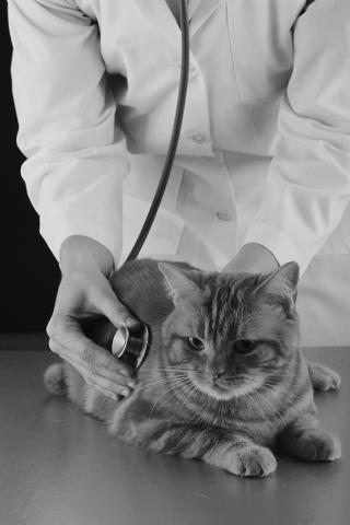 New veterinary services coming to Pembina County