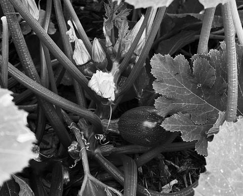 Dakota Gardener: A lesson in planting zucchini