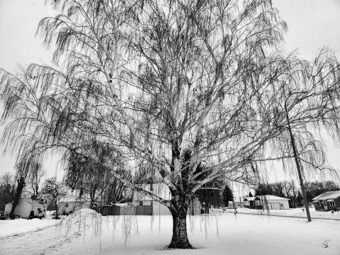Weeping willow tree adorned with ice on Main Street. Photo by Hilary Nowatzki.