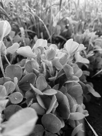 There are lots of considerations for grazing cover crops. NDSU photo