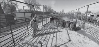 25th Annual Dakota Feeder Calf Show and Feedout set